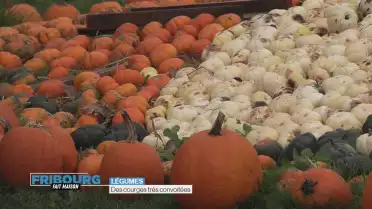 Des courges très convoitées