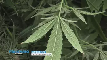 Du THC en toute légalité