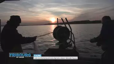 Les cormorans encore dans le viseur des pêcheurs