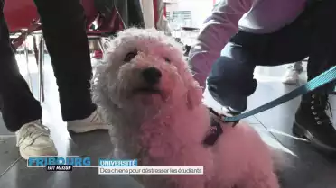 Des chiens pour déstresser les étudiants