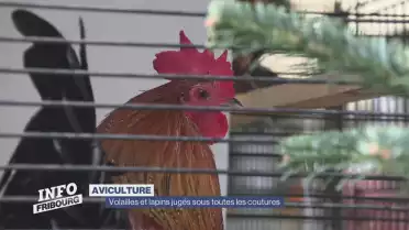 Volailles et lapins jugés sous toutes les coutures