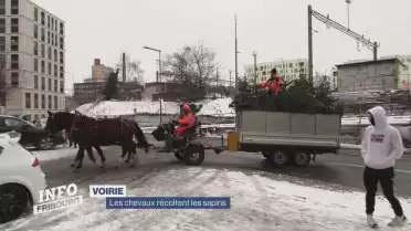 Les chevaux récoltent les sapins