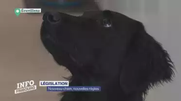 Nouveau chien, nouvelles règles