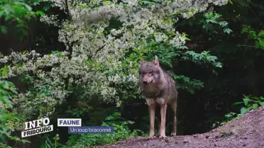 Un loup braconné