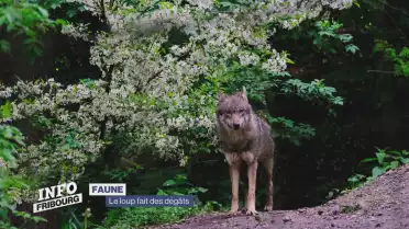 Le loup fait des dégâts