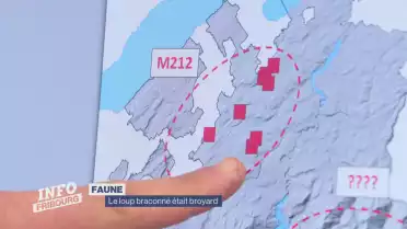 Le loup braconné était broyard