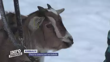 Petzi la chèvre part en balade