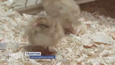 Les poussins au musée