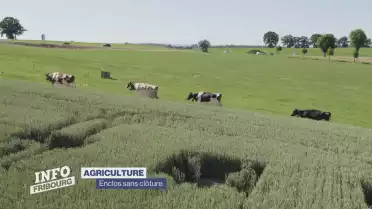L&#039;Agroscope teste des clôtures virtuelles
