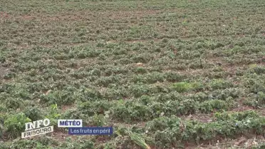 Les fruits en péril