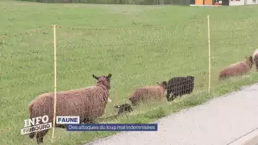 Des attaques du loup mal indemnisées