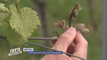 Les vignes du Vully sont épargnées