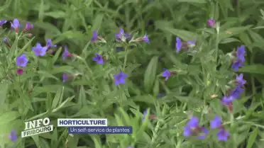 Un self-services de plantes qui cartonne