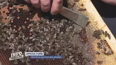Une IA au secours des abeilles