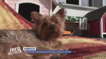 20 ans d&#039;accueil pour les vieux chats et chiens