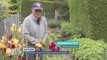 De plus en plus de limaces dans les jardins