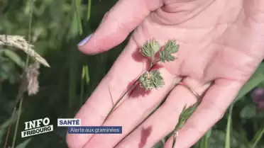 Alerte aux graminées