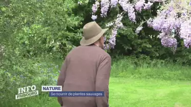 A la cueillette avec François Couplan