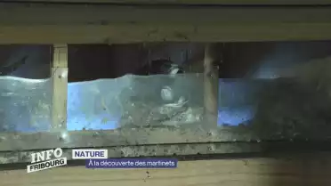 À la découverte des martinets