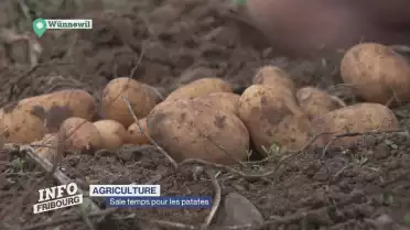 Sale temps pour les patates