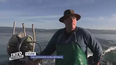 Les cormorans continuent de sévir