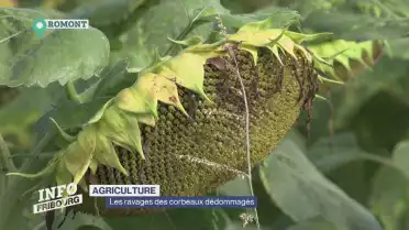 Les ravages des corbeaux et des corneilles dédommagés