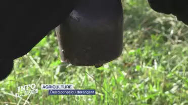 Des cloches qui dérangent