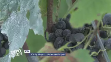 Le Vully à l&#039;approche des vendanges