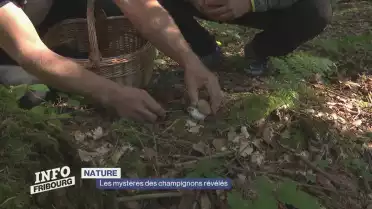 Les champignons s&#039;exposent au MHN