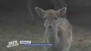 Des parcs de plus en plus surveillés