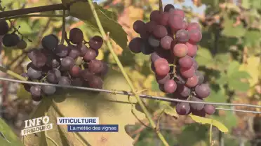 La météo des vignes