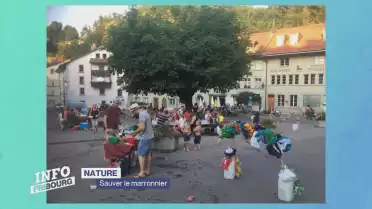 Mobilisation pour sauver des marronniers