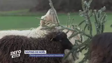 Les sapins de Noël, cette petite gourmandise pour moutons