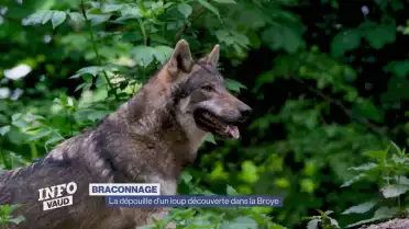 Le Canton dénonce un cas de braconnage de loup