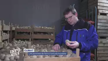 Les pommes de terre n&#039;ont pas la patate