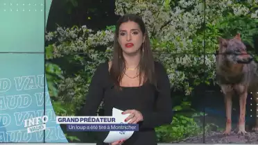 Un loup a été tiré à Montricher