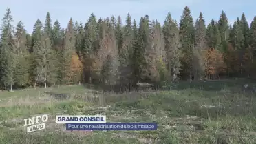 Pour une revalorisation du bois malade