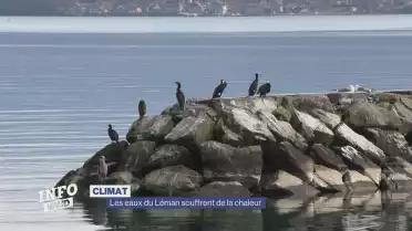 Les eaux du Léman souffrent de la chaleur