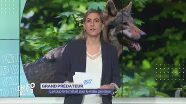 Le loup tiré au Mont-Tendre n&#039;était pas le mâle géniteur