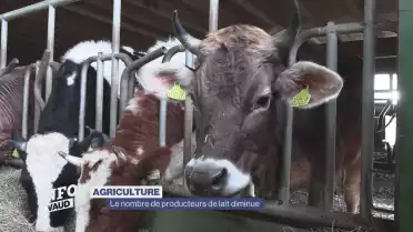 Un producteur de lait arrête son activité