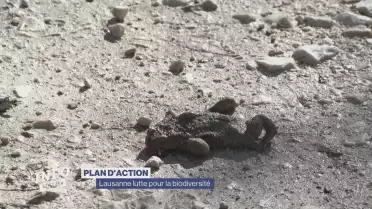 Lausanne lutte pour la biodiversité