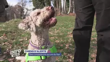 Des compagnons qui ont du flair