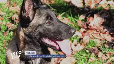 Nouvelle truffe à la brigade canine