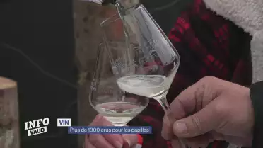 Divinum : plus de 1300 crus pour les papilles