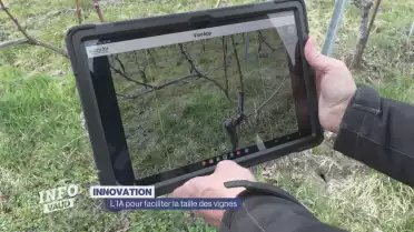 L’IA pour améliorer la taille des vignes