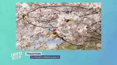 Le Hanami célébré aussi ici