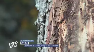 Un plan pour valoriser le bois attaqué par le bostryche