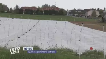 Gel : les cultures de fraises sous haute surveillance