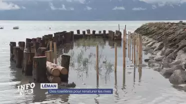 Des roselières pour renaturer les rives du Léman