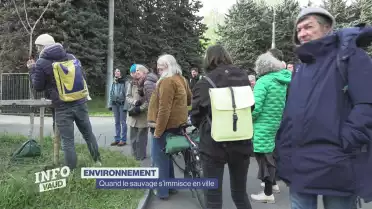 Quand le sauvage s&#039;immisce en ville